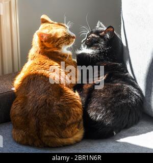 Deux chats embrassant sur le canapé par temps ensoleillé. Banque D'Images