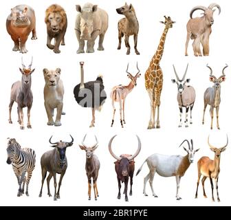 collection d'animaux d'afrique isolés sur fond blanc Banque D'Images