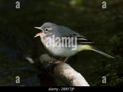 Vue de côté gros plan sur le calamar gris sauvage du Royaume-Uni (Motacilla cinerea) appelant à la nourriture sur la perchaude au-dessus du ruisseau.Poussette naissante pour bébé. Banque D'Images