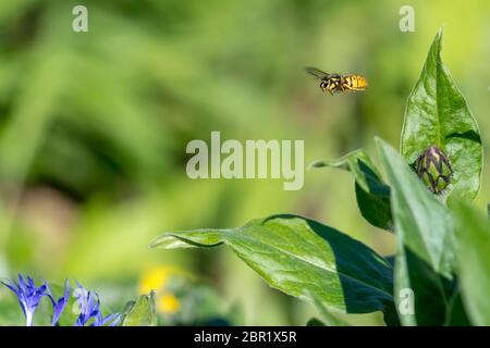 Bud bleuet avec flying wasp en face de green fond flou with copy space Banque D'Images