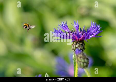 Le bleuet avec flying bumblebee en face de vert fond flou with copy space Banque D'Images