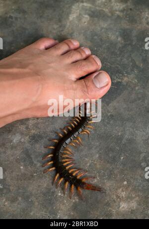 Personnes ont été mordues par un centipede sur pieds en marchant dans leur maison Banque D'Images