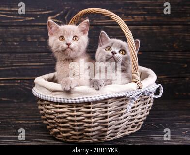 Chatons tout droit écossais. Funny chaton gris regarde vers le haut. Deux chatons duveteux sont logés dans un panier. Les chats mis les pieds sur le panier. Les chats avec Banque D'Images