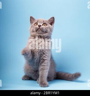 Chaton tout droit écossais. Le chaton a soulevé sa patte pour saluer. Chat de race Thoroughbred au studio de photo. Sur un fond bleu Banque D'Images