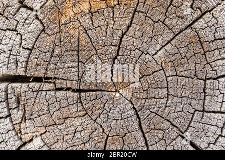 bois de rondins. Texture organique naturelle avec surface fissurée et rugueuse. Vue macro en gros plan de la section en bois coupée en bout avec fissures. Surface en bois Banque D'Images