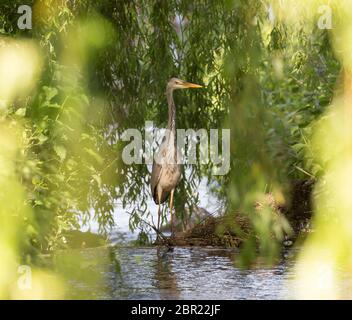 Magnifique oiseau de héron gris du Royaume-Uni (Ardea cinerea) qui se rafraîchi à l'ombre hors du soleil, se tenant isolé dans l'eau, se cachant. Hérons du Royaume-Uni. Banque D'Images