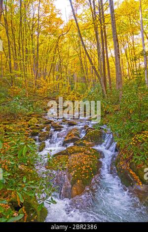 Ruisseau de se précipiter à travers les rochers et les feuilles de l'automne en forêt le Great Smoky Mountains National Park en Caroline du Nord Banque D'Images