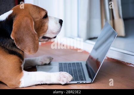 Beagle chiens travaillent dans le bureau à l'ordinateur. Concentrez-vous et regardez l'écran Banque D'Images