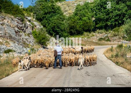 Shepherd avec ses moutons sur la route dans la gorge de Vikos près de Zagori Banque D'Images