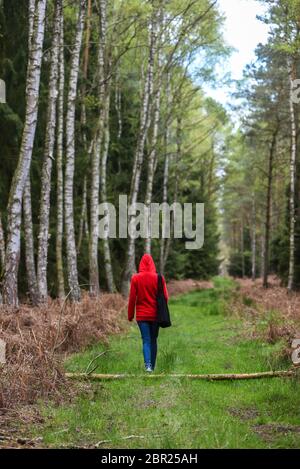 Une femme marchant dans la forêt dans une cagoule rouge. Banque D'Images