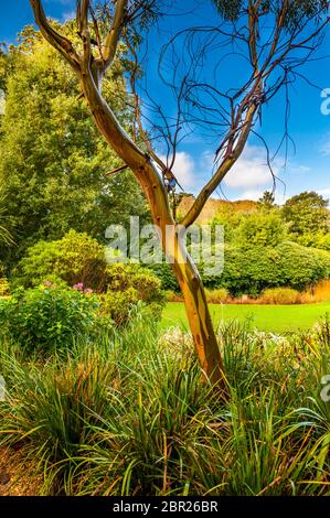 Un gommier dans l'Abbotsbury jardins subtropicaux, Dorset, Grande Bretagne Banque D'Images