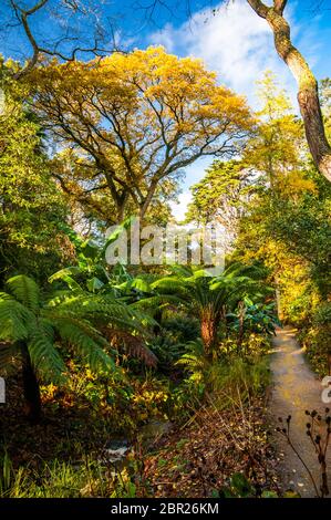 Un chemin dans une partie isolée de l'Abbotsbury jardins subtropicaux, Dorset, Grande Bretagne. Banque D'Images
