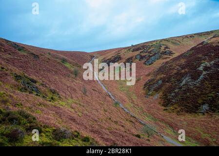 Un sentier qui monte sur le côté de la vallée de Cardingmill dans le Shropshire, en hiver, couvert de bruyère rose Banque D'Images