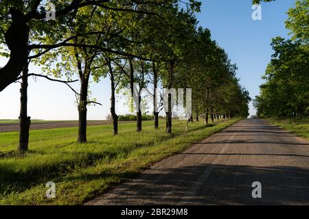 Une route bordée d'arbres au début de l'été, prairie verte Banque D'Images