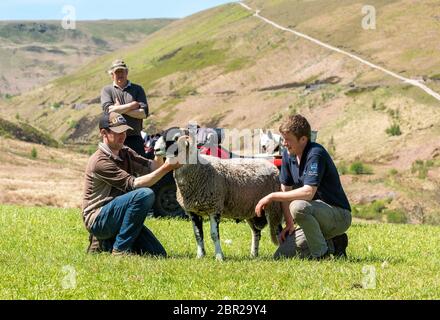 Pont Dunsop, Lancashire. 20 mai 2020. Geoff Walker et ses fils John et Rob préparent un de leurs béliers Swaledale pour une photographie à Brennand Farm, Dunsop Bridge, Clitheroe, Lancashire. La photographie sera utilisée comme entrée dans un concours remplaçant le Tan Hill Show annulé en raison du coronavirus. Crédit : John Eveson/Alay Live News Banque D'Images