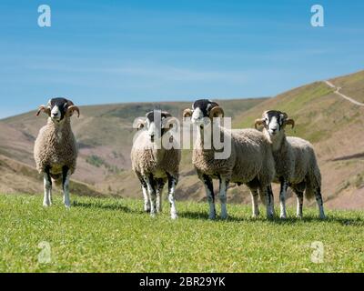 Pont Dunsop, Lancashire. 20 mai 2020. Swaledale Yearling rams prêt pour une photographie à Geoff WalkerÕs Brennand Farm, Dunsop Bridge, Clitheroe, Lancashire. La photographie sera utilisée comme entrée dans un concours remplaçant le Tan Hill Show annulé en raison du coronavirus. Crédit : John Eveson/Alay Live News Banque D'Images