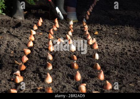 Planter des bulbes de fleurs en travailleurs town park Banque D'Images