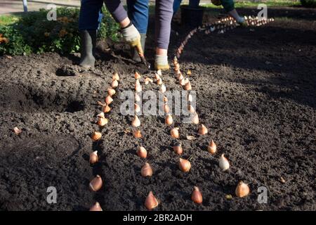 Planter des bulbes de fleurs en travailleurs town park Banque D'Images