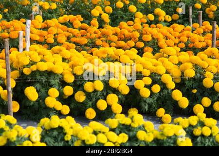 L'orange et le jaune fleurs de champs de fleurs, selective focus Banque D'Images