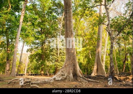 Coton de soie dans la forêt d'Angkor Thom. Angkor, site du patrimoine mondial de l'UNESCO, province de Siem Reap, Cambodge, Asie du Sud-est Banque D'Images