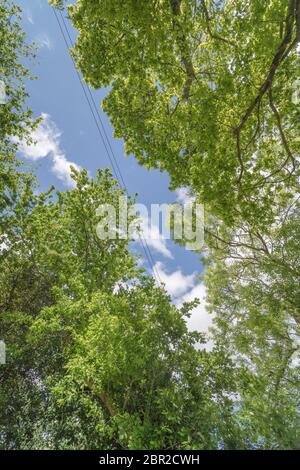 Couvert de feuilles de chêne / Quercus et frêne / Fraxinus excelsior (à droite) arbres avec ciel bleu d'été + câbles aériens. Banque D'Images