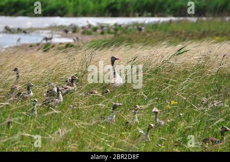 Famille de la Grylag (Anser anser) dans le lac Neusiedler See. Burgerland, Autriche, Europe Banque D'Images