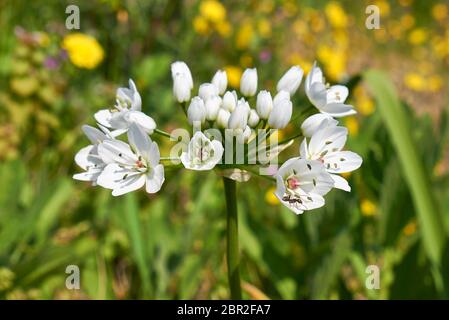 Allium napolitanum fleurs blanches gros plan Banque D'Images