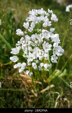 Allium napolitanum fleurs blanches gros plan Banque D'Images