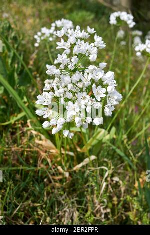 Allium napolitanum fleurs blanches gros plan Banque D'Images