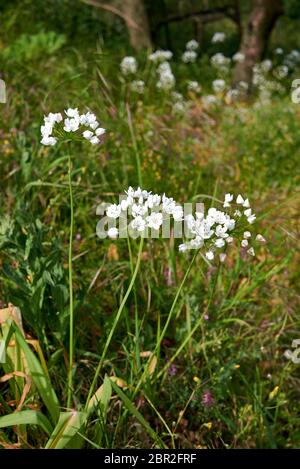 Allium napolitanum fleurs blanches gros plan Banque D'Images