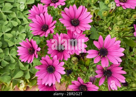 Dimorphotheca pluvialis fleurs violettes Banque D'Images