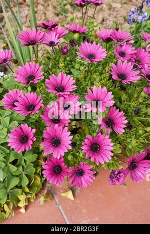 Dimorphotheca pluvialis fleurs violettes Banque D'Images