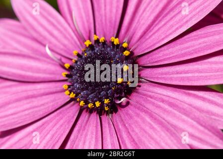 Dimorphotheca pluvialis fleurs violettes Banque D'Images