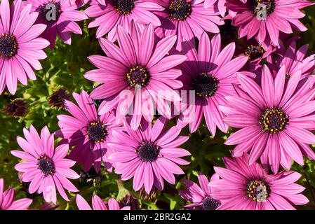 Dimorphotheca pluvialis fleurs violettes Banque D'Images