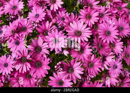 Dimorphotheca pluvialis fleurs violettes Banque D'Images