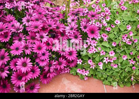 Dimorphotheca pluvialis fleurs violettes Banque D'Images