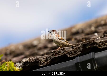 Adulte, homme, Bruant de maison commune, Passer domesticus, sur les tuiles de toit Banque D'Images