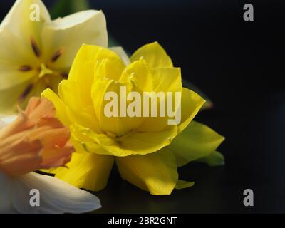 Bouquet mixte Gerbera Daisy Banque D'Images