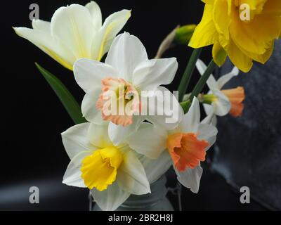 Des jonquilles mixtes dans vase Studio Shot avec éclairage d'ambiance et arrière-plan noir Banque D'Images