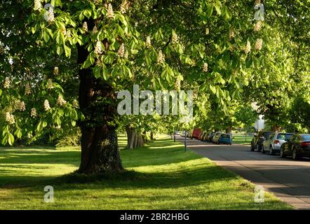 Châtaignes (Aesculus hippocastanum) sur les Durham Downs de Bristol Banque D'Images