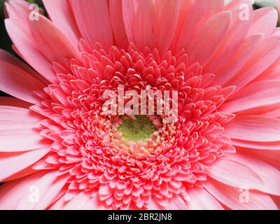 Gerbera Daisy Macro Banque D'Images