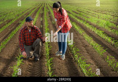 Les jeunes agriculteurs qui ont examiné la question ont planté de jeunes maïs au printemps Banque D'Images