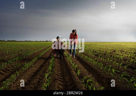 Les jeunes agriculteurs qui ont examiné la question ont planté de jeunes maïs au printemps Banque D'Images