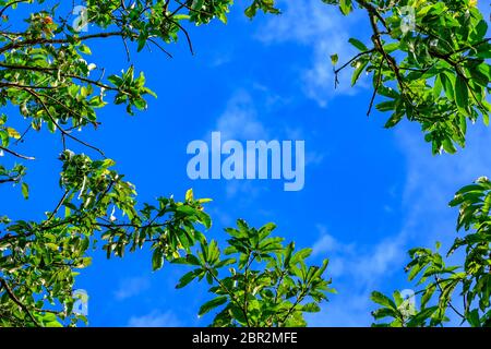 La canopée des grands arbres encadrent un ciel bleu clair, avec le soleil qui brille à travers. Nature Paysage. Arrière-plan de l'été. Fond d'écran, bannière, texturé elem Banque D'Images