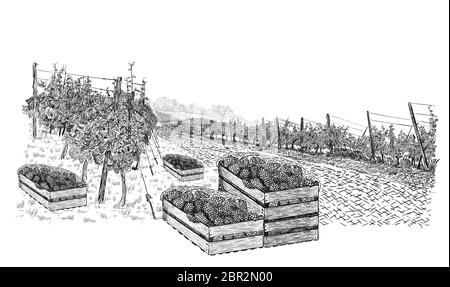 Paysage de vignoble avec des raisins dans des caisses en bois et des plantations. Illustration vectorielle de style esquisse isolée sur fond blanc. Illustration de Vecteur