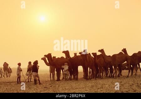 Rajasthani hommes avec des chameaux à la Foire de Pouchkar Camel, Pushkar, Rajasthan, Inde Banque D'Images
