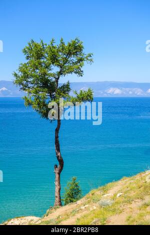 Arbre solitaire sur fond de ciel bleu. Mélèze relict sur l'île d'Olkhon. Lac Baikal, Russie.jour ensoleillé en été. Vacances et voyages Banque D'Images