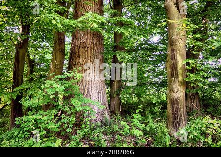 Bavière, Allemagne - Parc national d'Isaraüen, le point vert des arbres denses et des sentiers le long de la rivière Isar près de Munich, endroit idéal pour marcher et de la randonnée Banque D'Images
