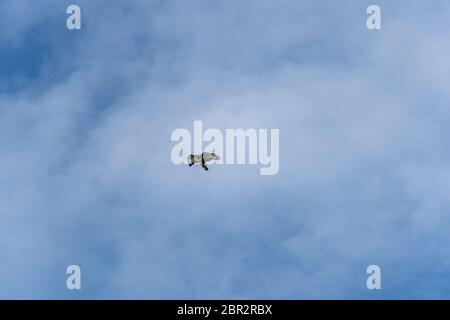 Buzzard commun (Buteo buteo) en vol avec un ciel bleu et des nuages blancs, vue arrière Banque D'Images