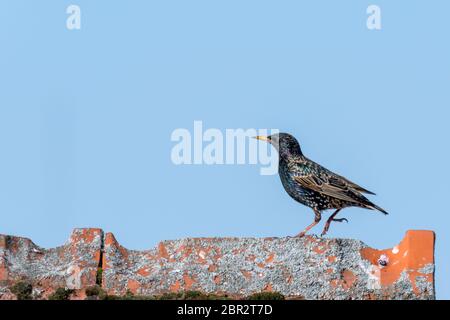 Starling marche sur une crête de toit en face d'un ciel bleu Banque D'Images